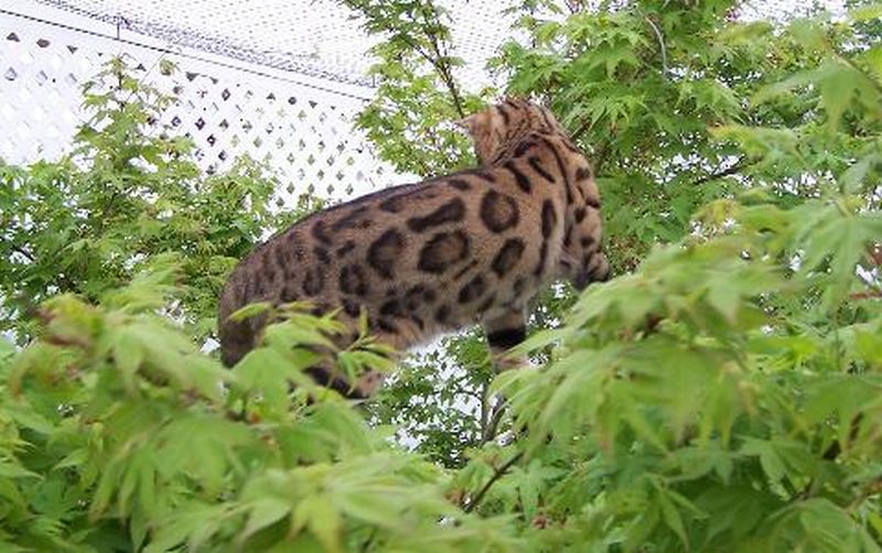 Champagne in tree 2.jpg